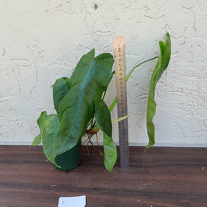#RC Philodendron Sharoniae