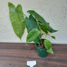 Load image into Gallery viewer, #RC Philodendron Sharoniae
