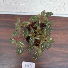 Load image into Gallery viewer, #D43 Sonerila Maculata