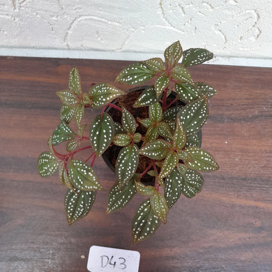 #D43 Sonerila Maculata