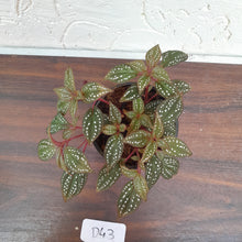 Load image into Gallery viewer, #D43 Sonerila Maculata