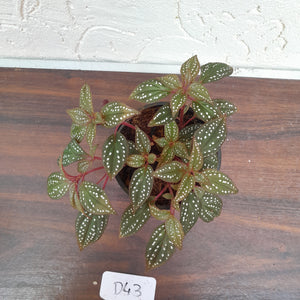 #D43 Sonerila Maculata