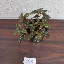 Load image into Gallery viewer, #D43 Sonerila Maculata