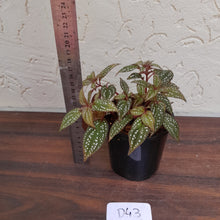 Load image into Gallery viewer, #D43 Sonerila Maculata