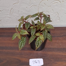 Load image into Gallery viewer, #D43 Sonerila Maculata