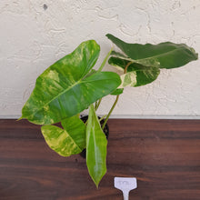 Load image into Gallery viewer, #D70 Variegated Philodendron Burle Marx