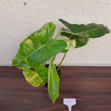 #D70 Variegated Philodendron Burle Marx