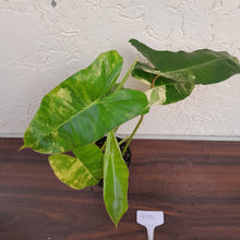 Load image into Gallery viewer, #D70 Variegated Philodendron Burle Marx