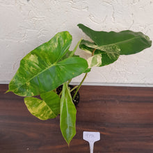 Load image into Gallery viewer, #D70 Variegated Philodendron Burle Marx