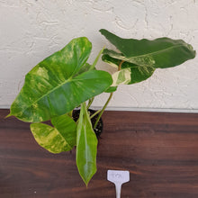 Load image into Gallery viewer, #D70 Variegated Philodendron Burle Marx