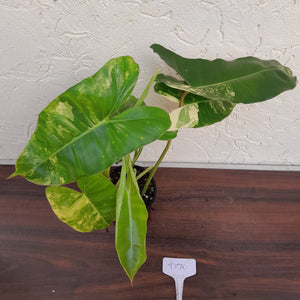 #D70 Variegated Philodendron Burle Marx