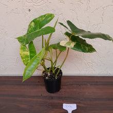 Load image into Gallery viewer, #D70 Variegated Philodendron Burle Marx
