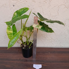 Load image into Gallery viewer, #D70 Variegated Philodendron Burle Marx