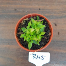 Load image into Gallery viewer, #R45 Miniature Philodendron