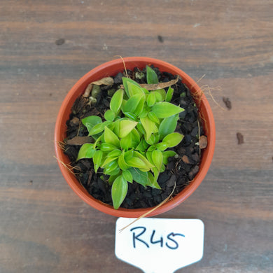 #R45 Miniature Philodendron