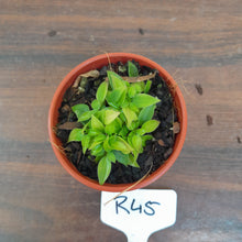 Load image into Gallery viewer, #R45 Miniature Philodendron