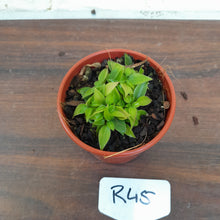 Load image into Gallery viewer, #R45 Miniature Philodendron