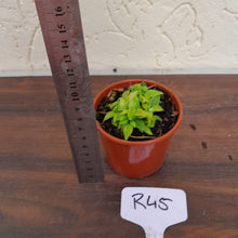 Load image into Gallery viewer, #R45 Miniature Philodendron