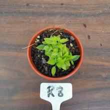 Load image into Gallery viewer, #R8 Miniature Philodendron