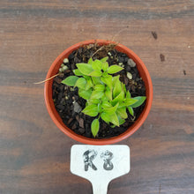 Load image into Gallery viewer, #R8 Miniature Philodendron