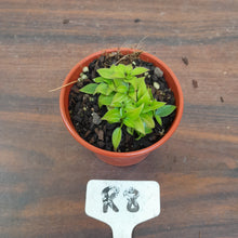 Load image into Gallery viewer, #R8 Miniature Philodendron