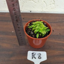 Load image into Gallery viewer, #R8 Miniature Philodendron