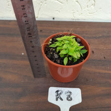 Load image into Gallery viewer, #R8 Miniature Philodendron