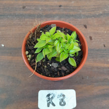Load image into Gallery viewer, #R8 Miniature Philodendron