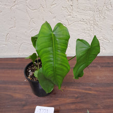 Load image into Gallery viewer, #D71 Philodendron Sharoniae