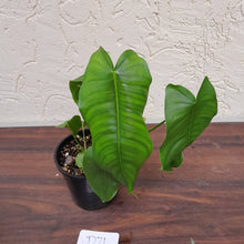 Load image into Gallery viewer, #D71 Philodendron Sharoniae