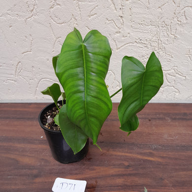 #D71 Philodendron Sharoniae