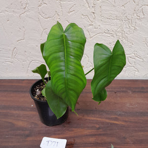 #D71 Philodendron Sharoniae