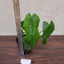 Load image into Gallery viewer, #D71 Philodendron Sharoniae