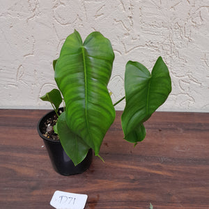 #D71 Philodendron Sharoniae