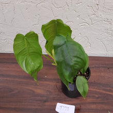Load image into Gallery viewer, #D71 Philodendron Sharoniae