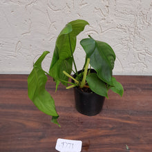 Load image into Gallery viewer, #D71 Philodendron Sharoniae