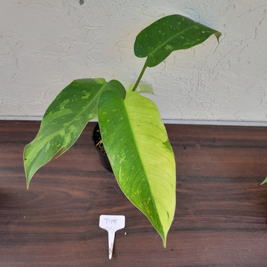 #D15 Philodendron Jose Buono