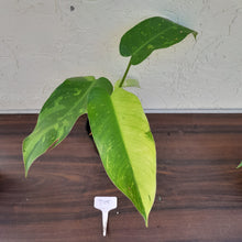 Load image into Gallery viewer, #D15 Philodendron Jose Buono