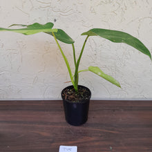 Load image into Gallery viewer, #D15 Philodendron Jose Buono