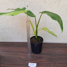 Load image into Gallery viewer, #D15 Philodendron Jose Buono