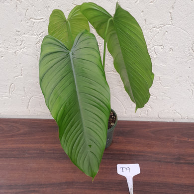 #D9 Philodendron Tenue