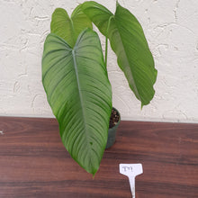 Load image into Gallery viewer, #D9 Philodendron Tenue