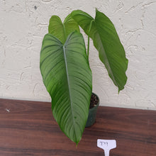 Load image into Gallery viewer, #D9 Philodendron Tenue