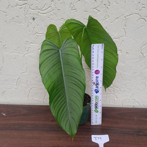 #D9 Philodendron Tenue