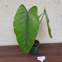 Load image into Gallery viewer, #D9 Philodendron Tenue