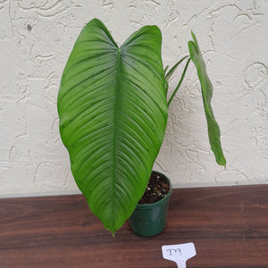 #D9 Philodendron Tenue