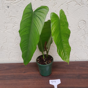 #D9 Philodendron Tenue