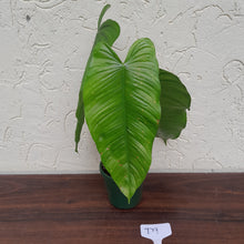 Load image into Gallery viewer, #D9 Philodendron Tenue