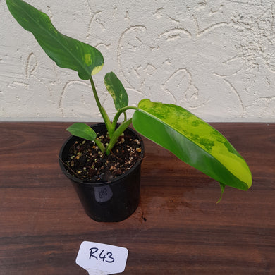#R43 Variegated Philodendron Domesticum