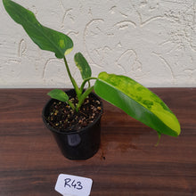 Load image into Gallery viewer, #R43 Variegated Philodendron Domesticum